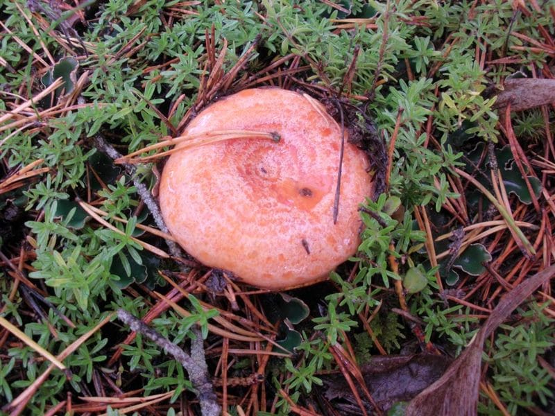 Картинки гриб рыжик (100 фото) #30