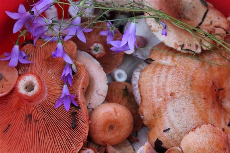 Картинки гриб рыжик (100 фото) #81