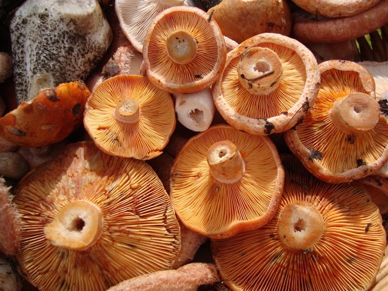 Картинки гриб рыжик (100 фото) #72