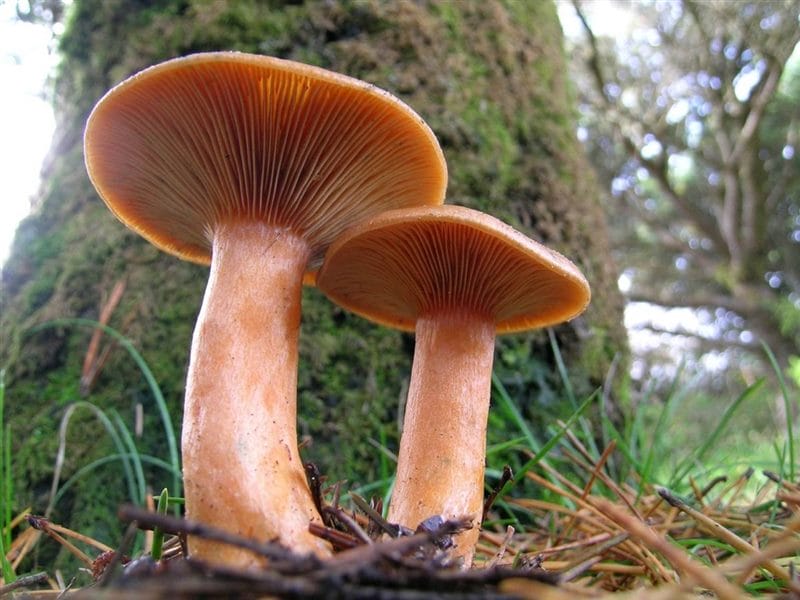 Картинки гриб рыжик (100 фото) #78