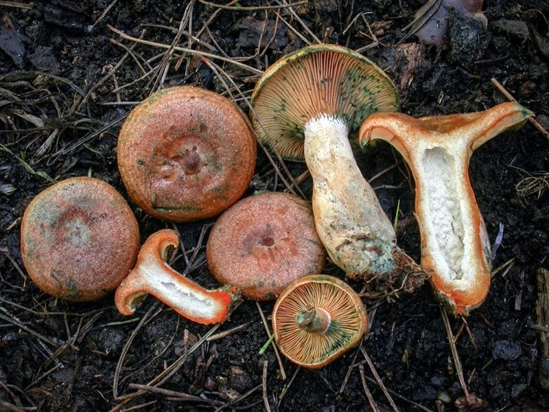 Картинки гриб рыжик (100 фото) #15