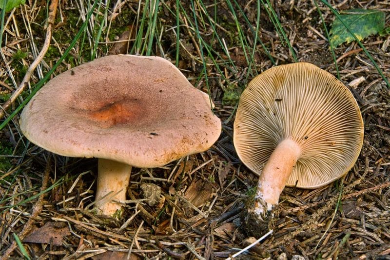 Картинки гриб рыжик (100 фото) #16