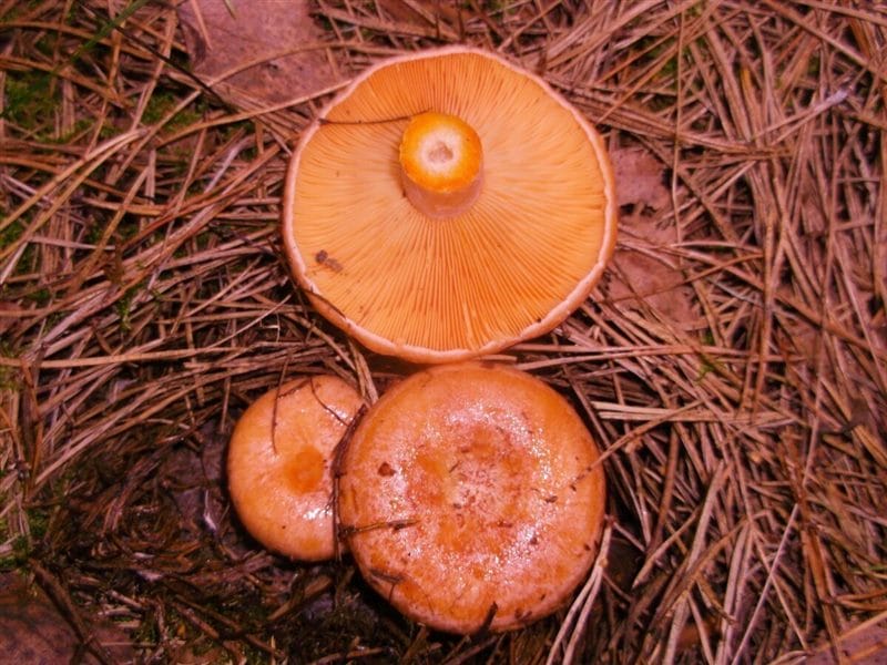 Картинки гриб рыжик (100 фото) #47