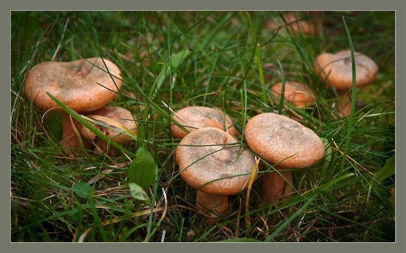 Картинки гриб рыжик (100 фото) #88