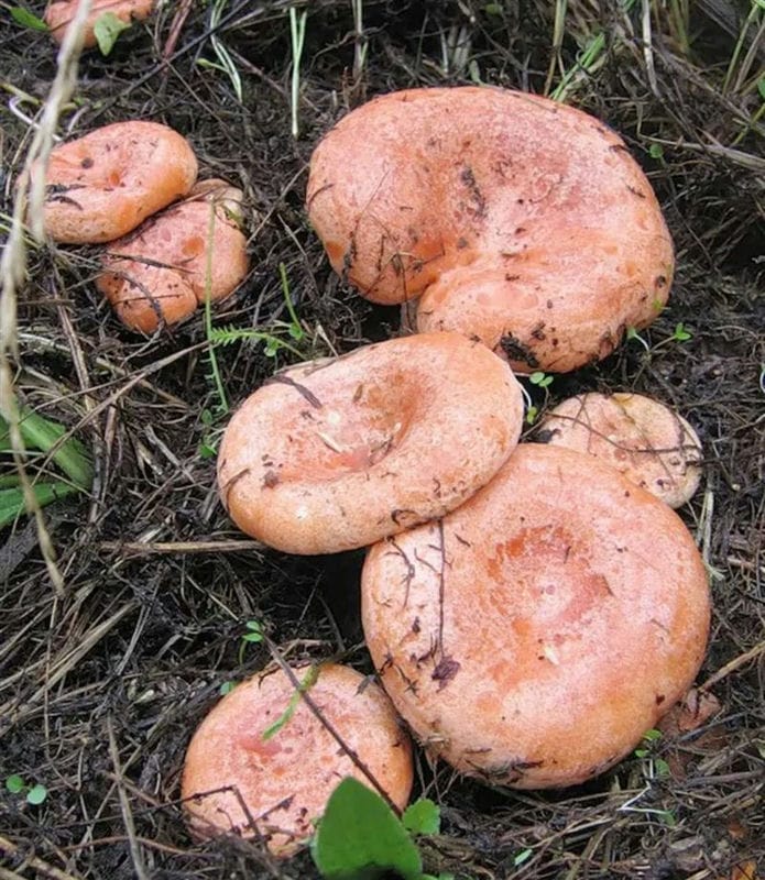 Картинки гриб рыжик (100 фото) #17