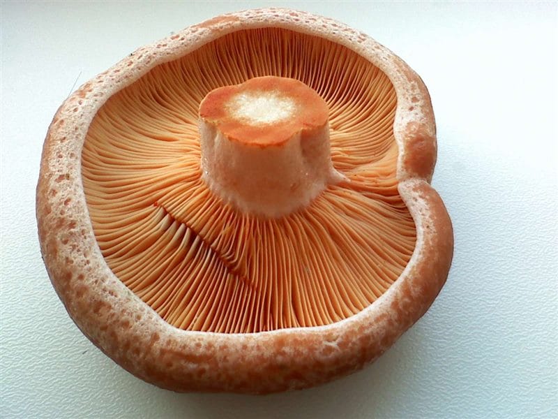 Картинки гриб рыжик (100 фото) #68