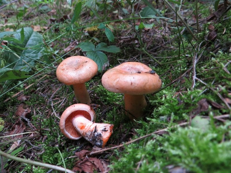 Картинки гриб рыжик (100 фото) #40