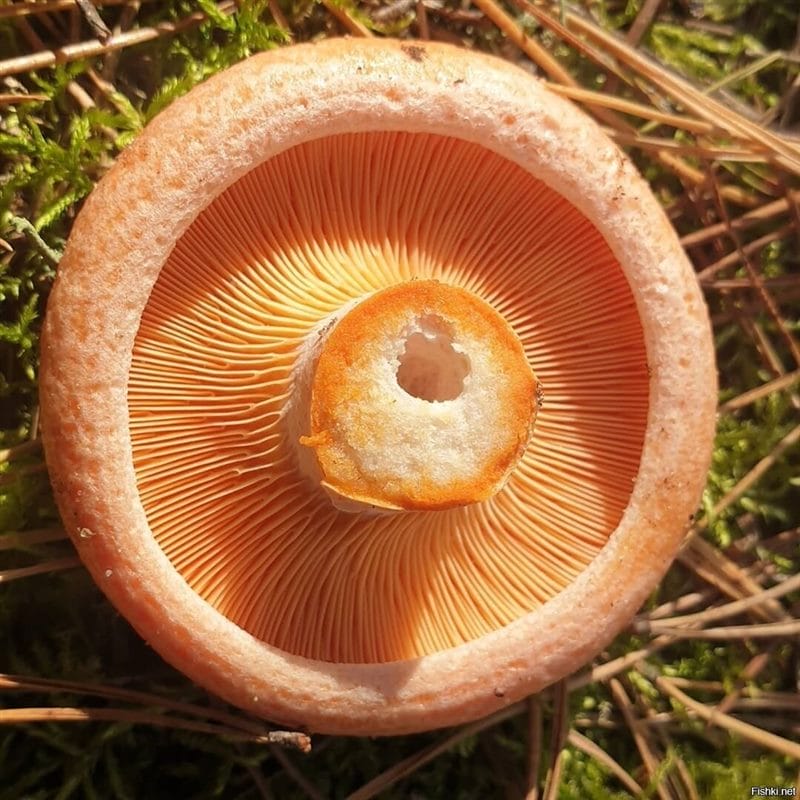 Картинки гриб рыжик (100 фото) #89