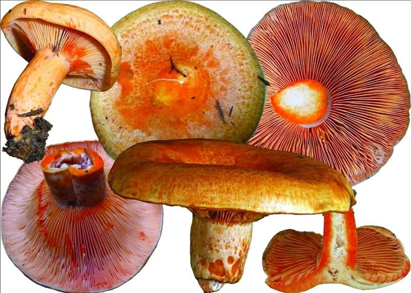 Картинки гриб рыжик (100 фото) #36