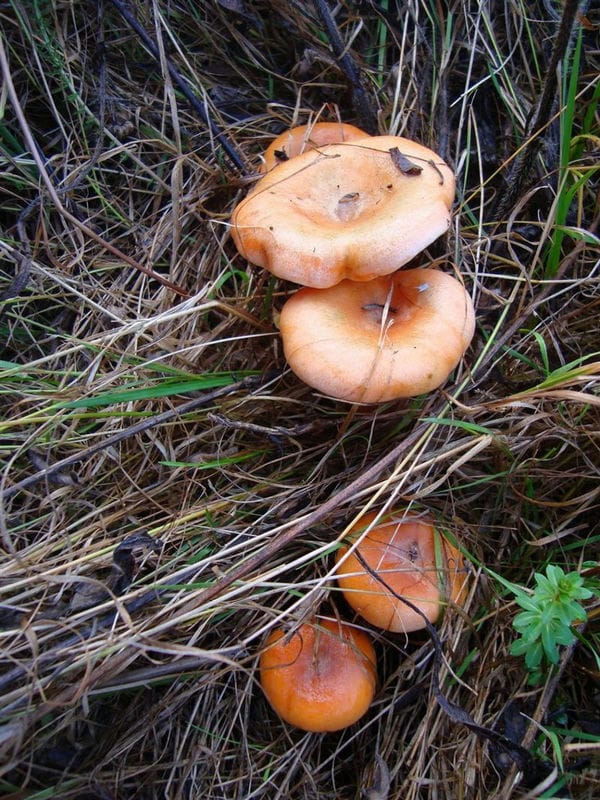 Картинки гриб рыжик (100 фото) #90