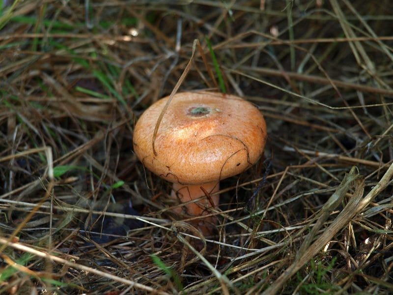 Картинки гриб рыжик (100 фото) #75