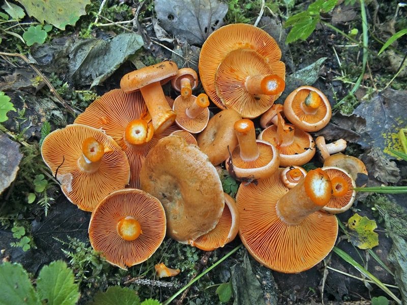 Картинки гриб рыжик (100 фото) #98