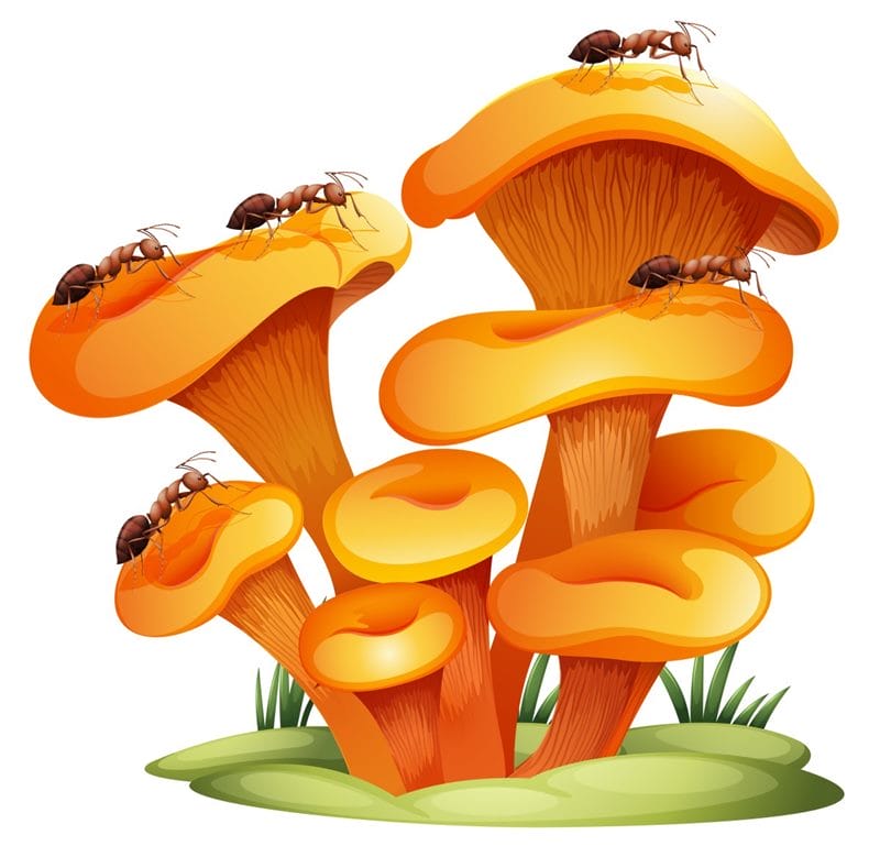 Картинки гриб рыжик (100 фото) #100
