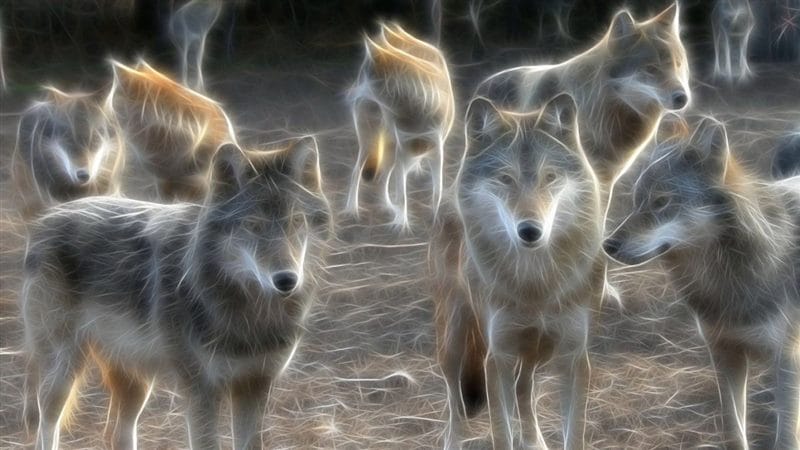 Картинки волчата (100 фото) #66