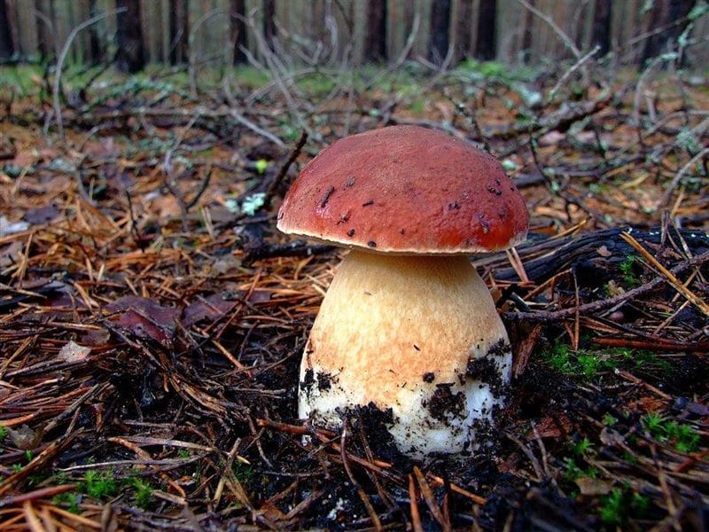 Картинки гриб боровик (100 фото) #8