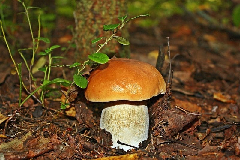 Картинки гриб боровик (100 фото) #21
