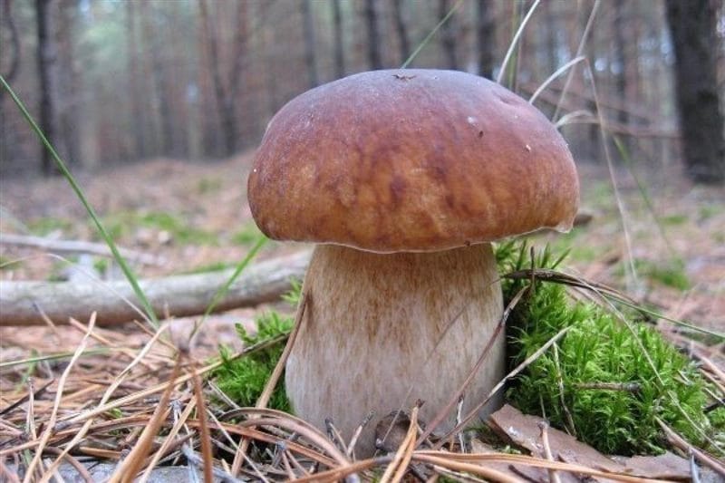 Картинки гриб боровик (100 фото) #55