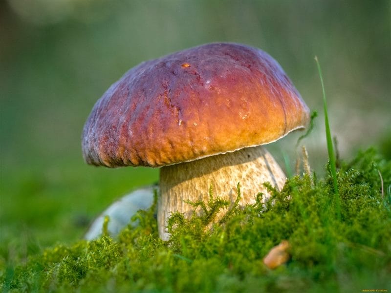 Картинки гриб боровик (100 фото) #57