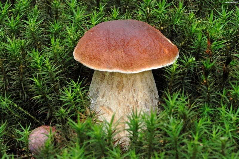 Картинки гриб боровик (100 фото) #24