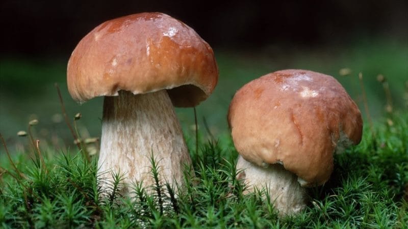 Картинки гриб боровик (100 фото) #67
