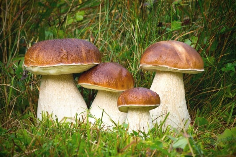 Картинки гриб боровик (100 фото) #1
