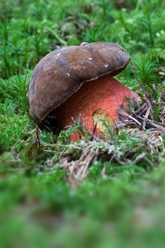 Картинки гриб боровик (100 фото) #9