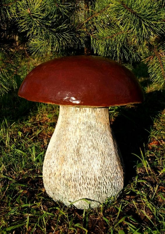 Картинки гриб боровик (100 фото) #71