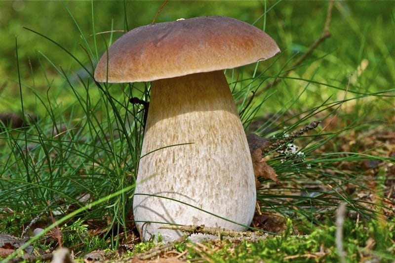 Картинки гриб боровик (100 фото) #36