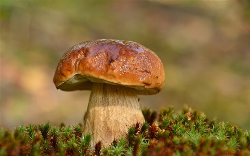 Картинки гриб боровик (100 фото) #68