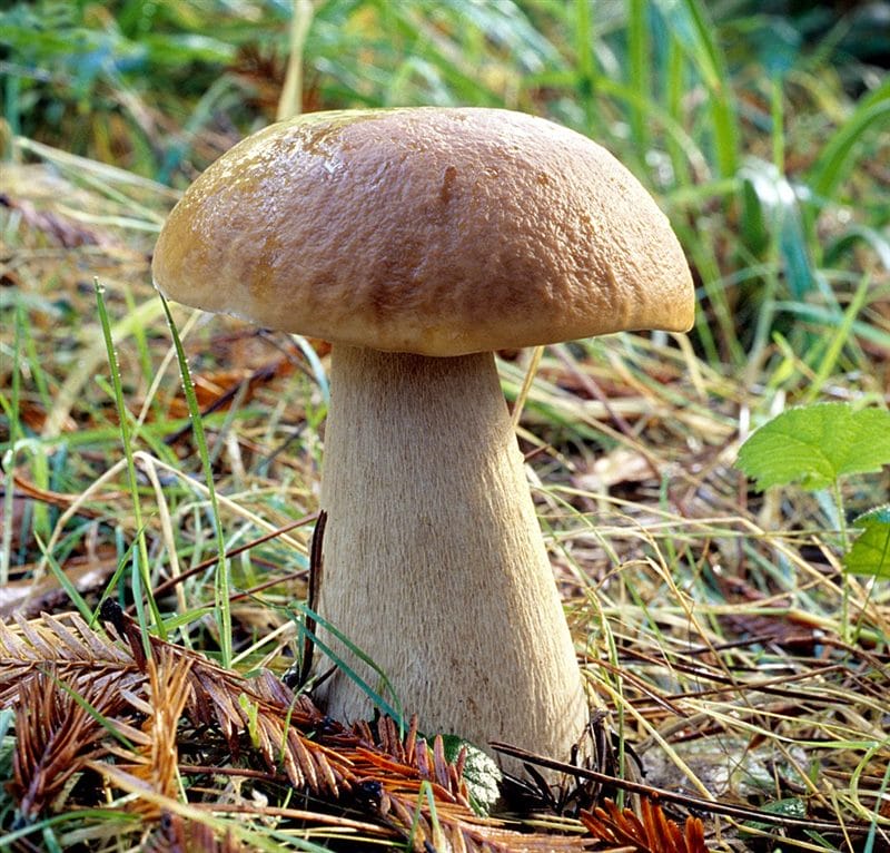 Картинки гриб боровик (100 фото) #11