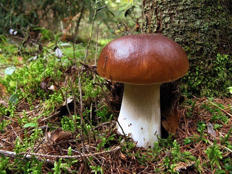 Картинки гриб боровик (100 фото) #80