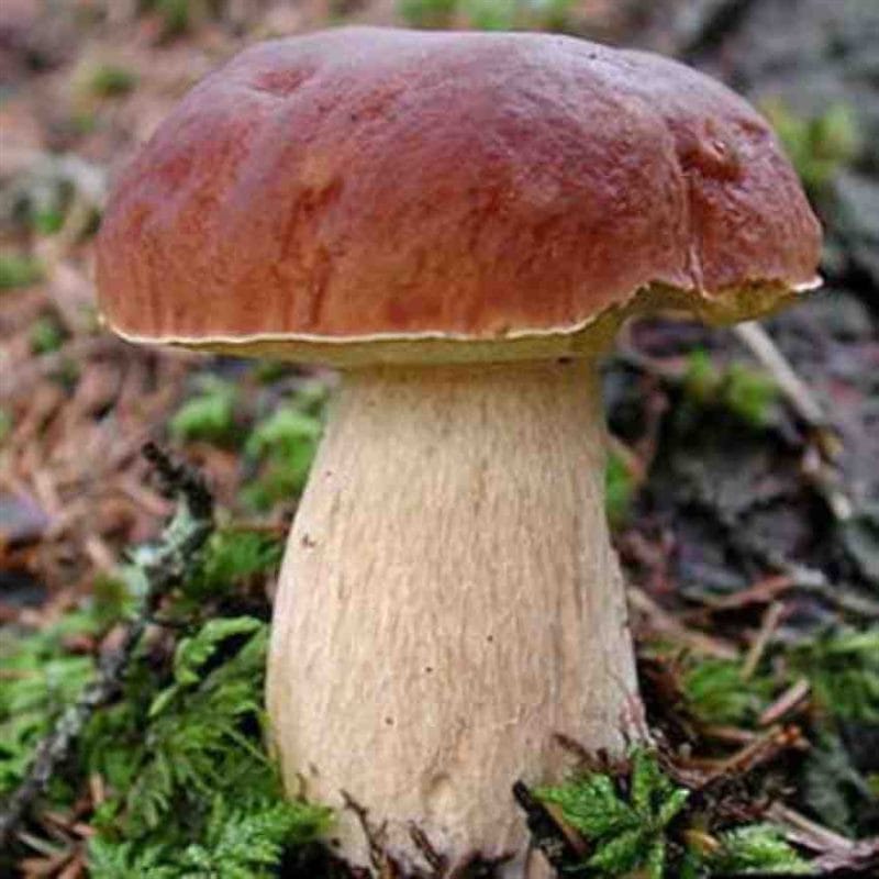 Картинки гриб боровик (100 фото) #70