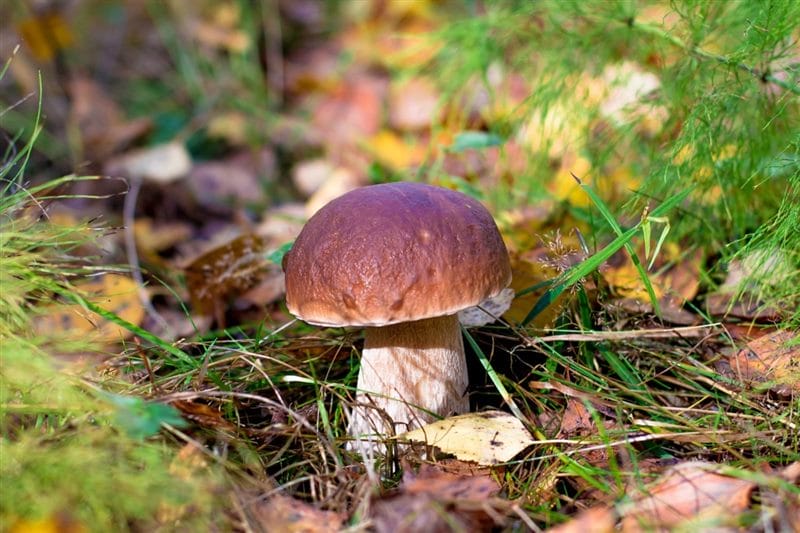 Картинки гриб боровик (100 фото) #39