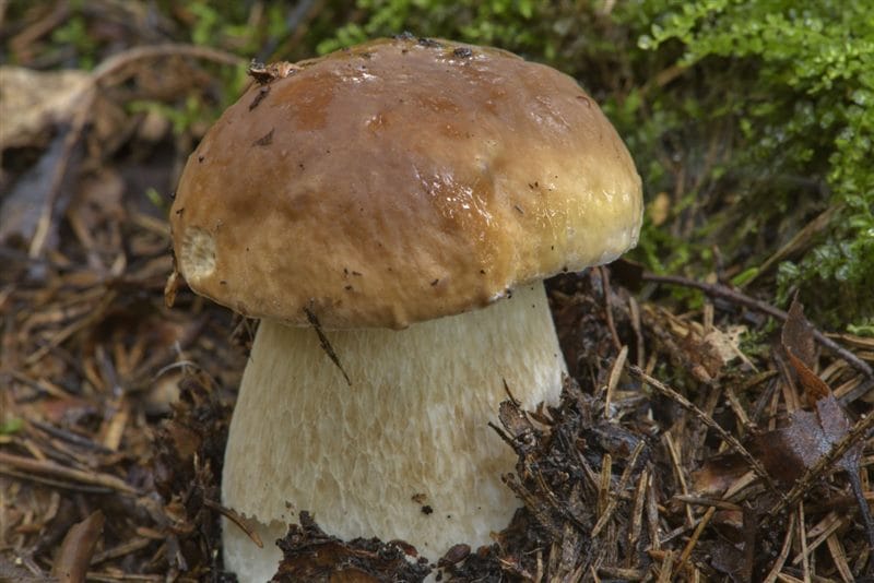 Картинки гриб боровик (100 фото) #54