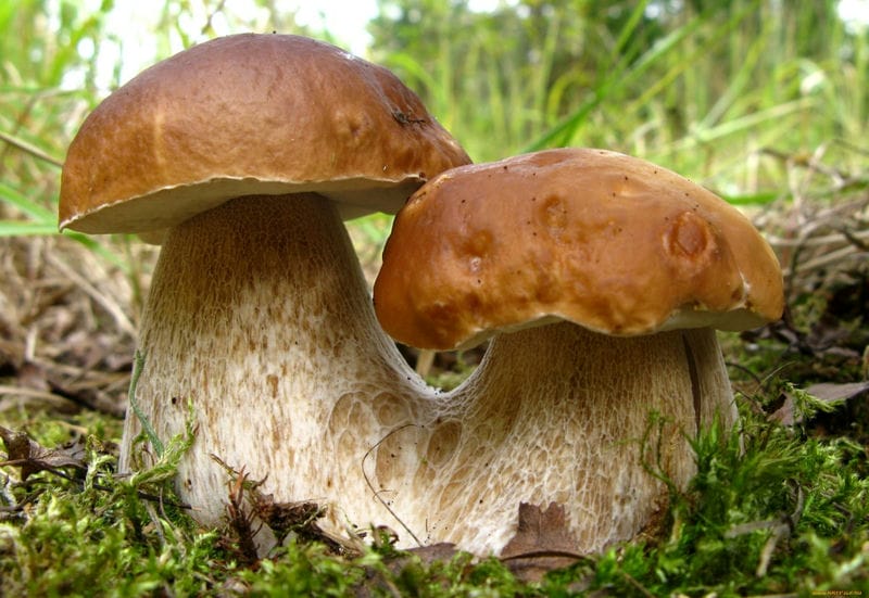 Картинки гриб боровик (100 фото) #46