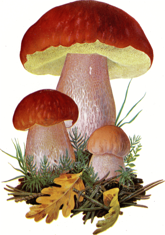 Картинки гриб боровик (100 фото) #72