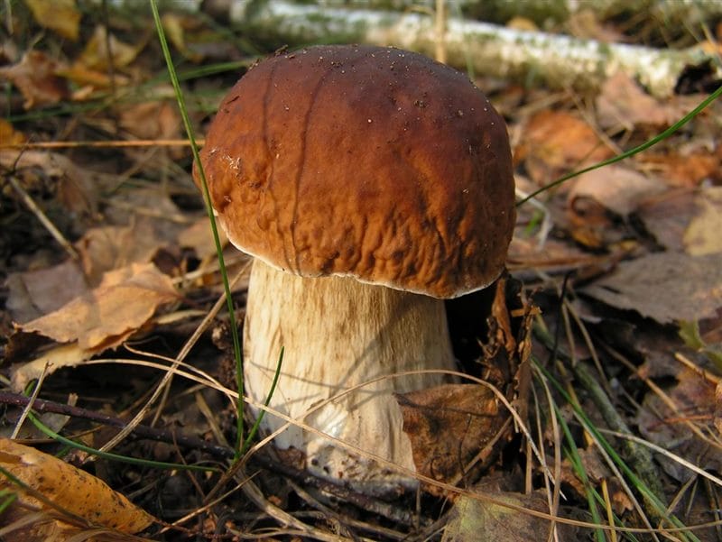 Картинки гриб боровик (100 фото) #44