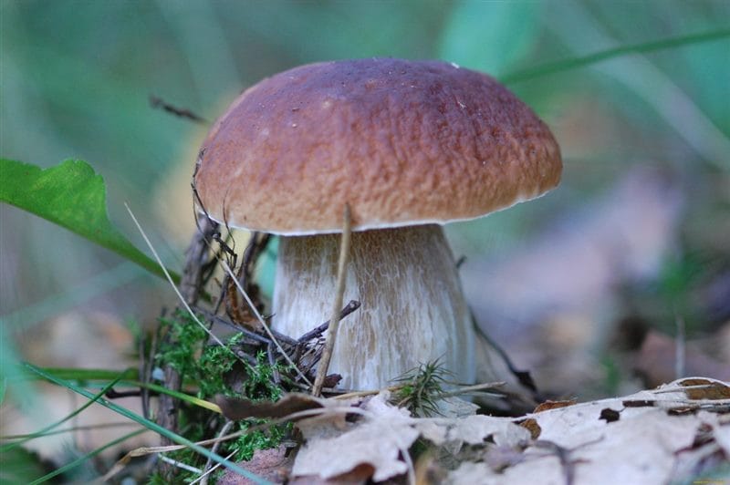 Картинки гриб боровик (100 фото) #64
