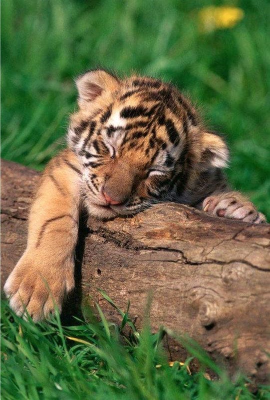 Картинки тигрята (100 фото) #7