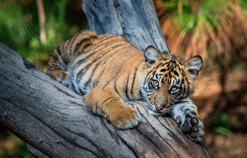 Картинки тигрята (100 фото) #33