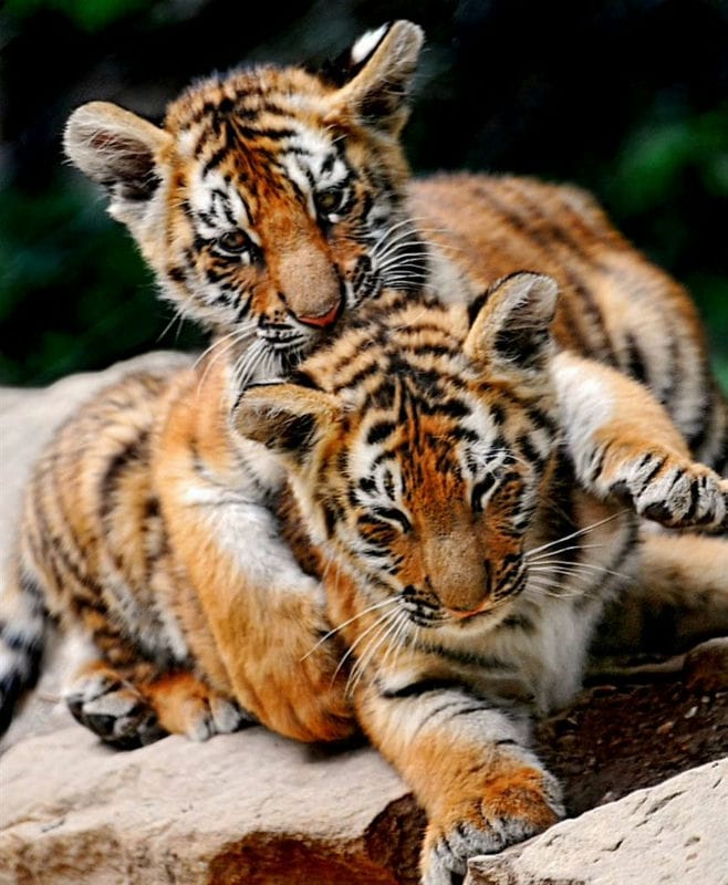 Картинки тигрята (100 фото) #54