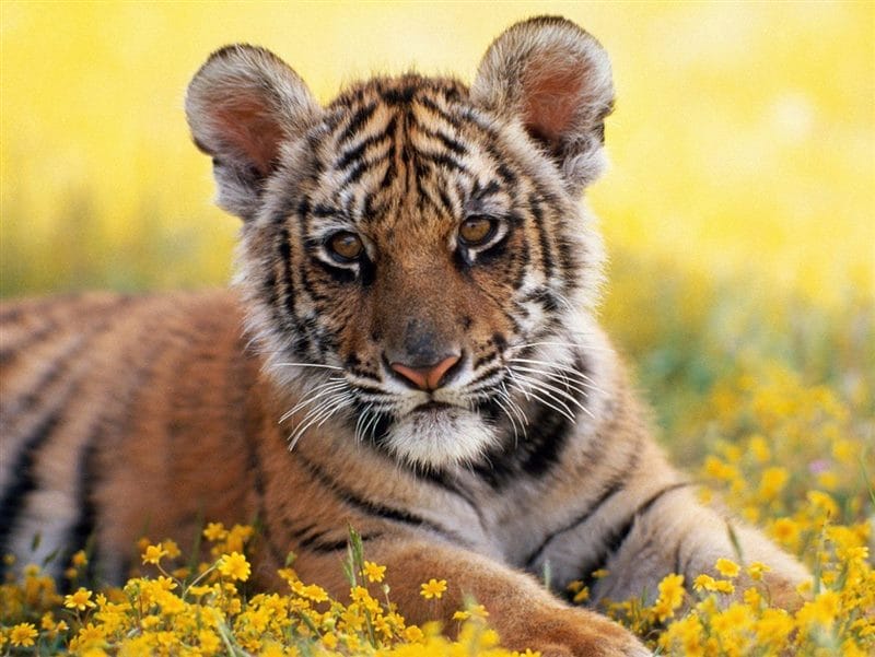 Картинки тигрята (100 фото) #17