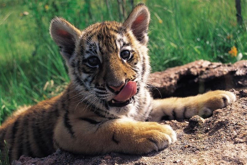 Картинки тигрята (100 фото) #31
