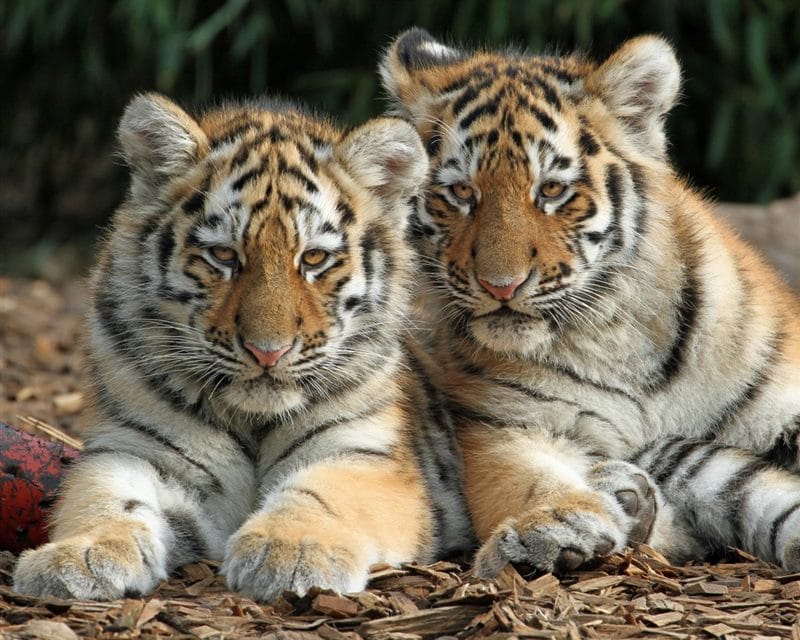 Картинки тигрята (100 фото) #9