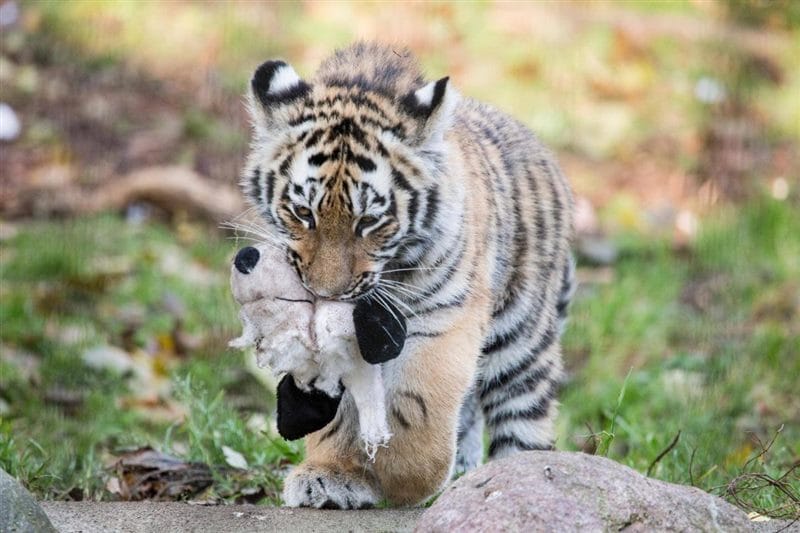 Картинки тигрята (100 фото) #55