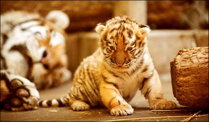 Картинки тигрята (100 фото) #95