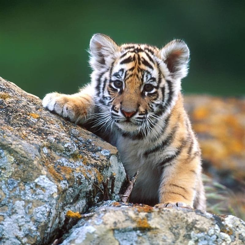 Картинки тигрята (100 фото) #73