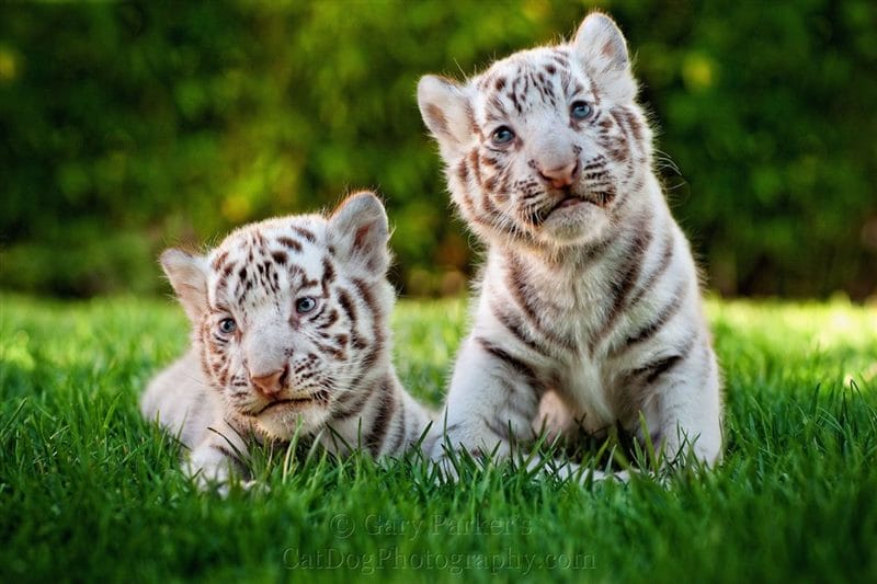 Картинки тигрята (100 фото) #48