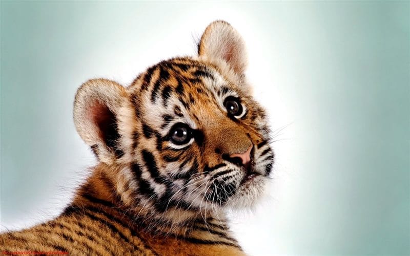 Картинки тигрята (100 фото) #85