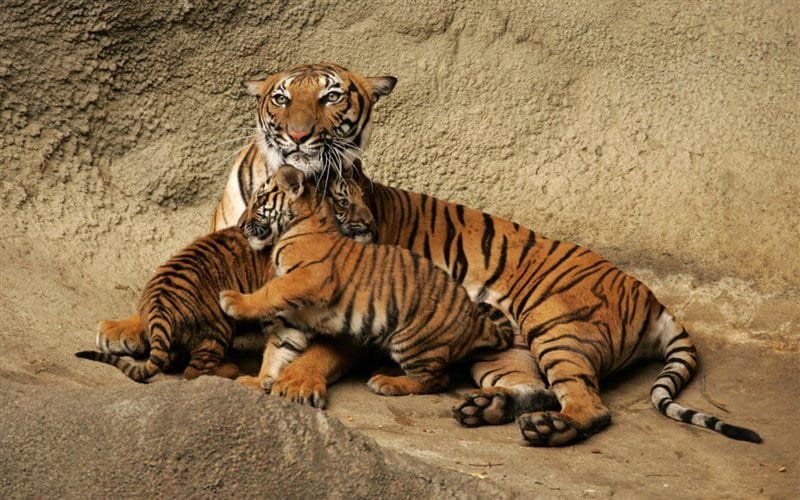 Картинки тигрята (100 фото) #14